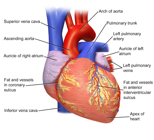 Cardiologist in Waluj MIDC
